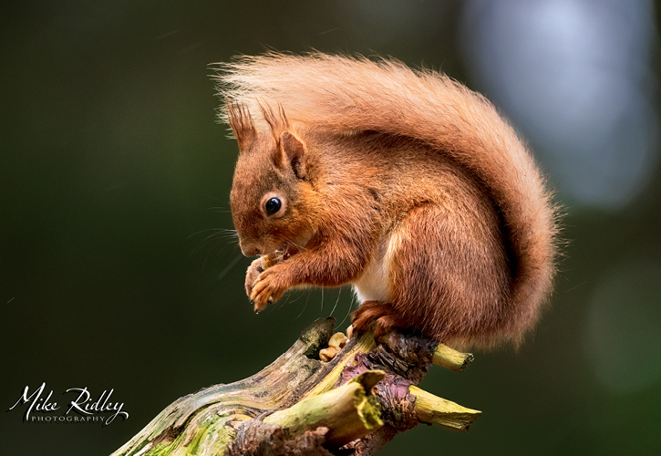 Red squirrel in Durham's great outdoors by Mike Ridley
